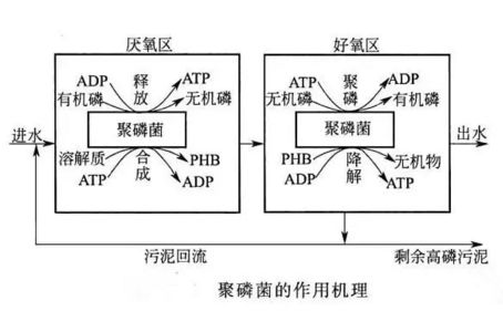 除磷劑生物除磷